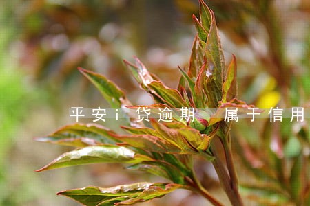 平安i贷逾期 属于信用卡吗 平安i贷逾期 属于信用卡吗